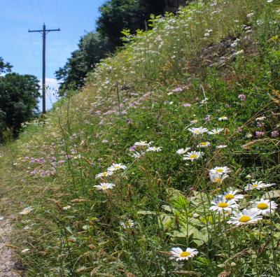 2019 clav row pollinators